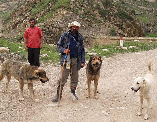 Дагестанские пастухи. Фото "Кавказского Узла"