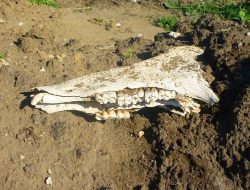 Череп неизвестного животного, найденный в Заюковском некрополе в КБР. Фото Виктора Котлярова Череп неизвестного животного, найденный в Заюковском некрополе в КБР. Фото Виктора Котлярова