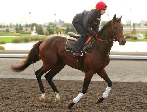 Скакун Михаил Глинка, принадлежащий Рамзану Кадырову, на Pattison Canadian International Stakes. Канада, Вудбайн, 16 октября 2011 г. Фото: www.woodbineentertainment.com Скакун Михаил Глинка, принадлежащий Рамзану Кадырову, на Pattison Canadian International Stakes. Канада, Вудбайн, 16 октября 2011 г. Фото: www.woodbineentertainment.com