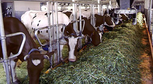 Животноводческая ферма. Фото: Министерство селького хозяйства РФ http://www.mcx.ru/news/news/show/25656.78.htm