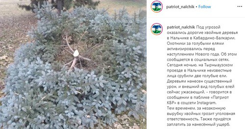Спиленная в Нальчике голубая ели. Фото: скриншот со страницы patriot_nalchik в Instagram https://www.instagram.com/p/B6qufrTnzol/ Спиленная в Нальчике голубая ели. Фото: скриншот со страницы patriot_nalchik в Instagram https://www.instagram.com/p/B6qufrTnzol/