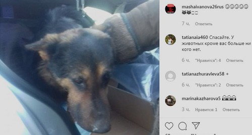 Спасенная собака. Скриншот со страницы Instagram https://www.instagram.com/p/B69G4c6KeKJ/ Спасенная собака. Скриншот со страницы Instagram https://www.instagram.com/p/B69G4c6KeKJ/