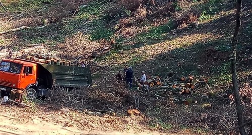 Вырубка леса в районе улицы Известинской. Фото Светланы Кравченко для "Кавказского узла", Вырубка леса в районе улицы Известинской. Фото Светланы Кравченко для "Кавказского узла",