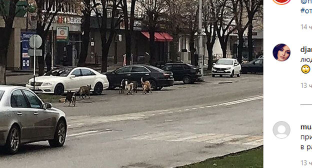 Бродячие собаки в Нальчике. Скриншот публикации в Instagram-паблике "Происшествия Нальчик" https://www.instagram.com/p/CNNyLwUh_4r/ Бродячие собаки в Нальчике. Скриншот публикации в Instagram-паблике "Происшествия Нальчик" https://www.instagram.com/p/CNNyLwUh_4r/