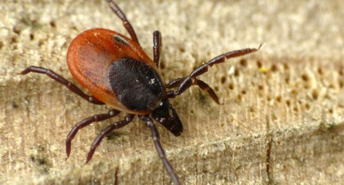 Клещ. Фото WWalas - https://ru.wikipedia.org/wiki/Клещевые_инфекции#/media/Файл:Ixodes_ricinus_wwalas.jpg Клещ. Фото WWalas - https://ru.wikipedia.org/wiki/Клещевые_инфекции#/media/Файл:Ixodes_ricinus_wwalas.jpg