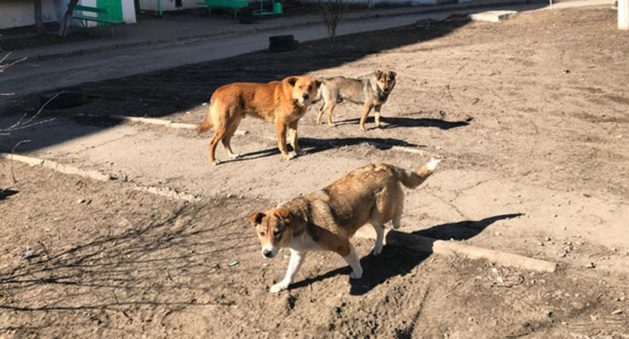 Собаки в Красном Сулине. Фото Вячеслава Прудникова для "Кавказского узла". Собаки в Красном Сулине. Фото Вячеслава Прудникова для "Кавказского узла".