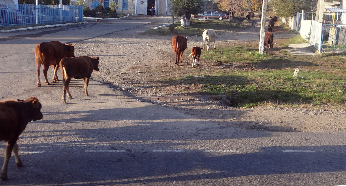 Поселок Кавказский, Карачаево-Черкесская Республика. Фото 
Александр Крошев
 https://commons.wikimedia.org/wiki/Category:Karachay-Cherkessia#/media/File:Kavkazskiy,_Karachaevo-Cherkesskaya_Republits,_Russia