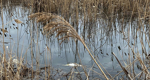 Мертвая рыба в пруду. Фото Сергея Снежина для "Кавказского узла"