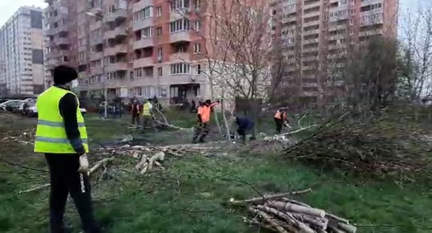 Рабочие спиливают деревья в Краснодаре. Кадр видео из телеграм-канала "Типичный Краснодар" https://t.me/s/krd_tipich_ru/57180 Рабочие спиливают деревья в Краснодаре. Кадр видео из телеграм-канала "Типичный Краснодар" https://t.me/s/krd_tipich_ru/57180