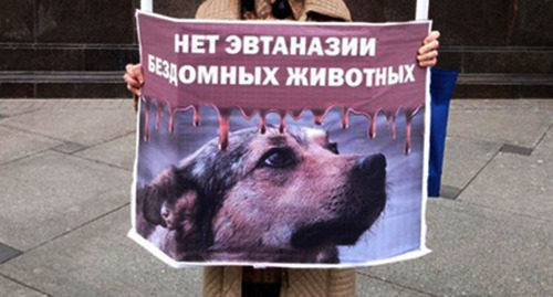 Плакат участников акции против эвтаназии животных. Фото: "Альянс защитников животных" https://vk.com