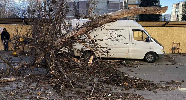 Последствия урагана в Грузии. Фото: https://www.tbilisi.gov.ge Последствия урагана в Грузии. Фото: https://www.tbilisi.gov.ge