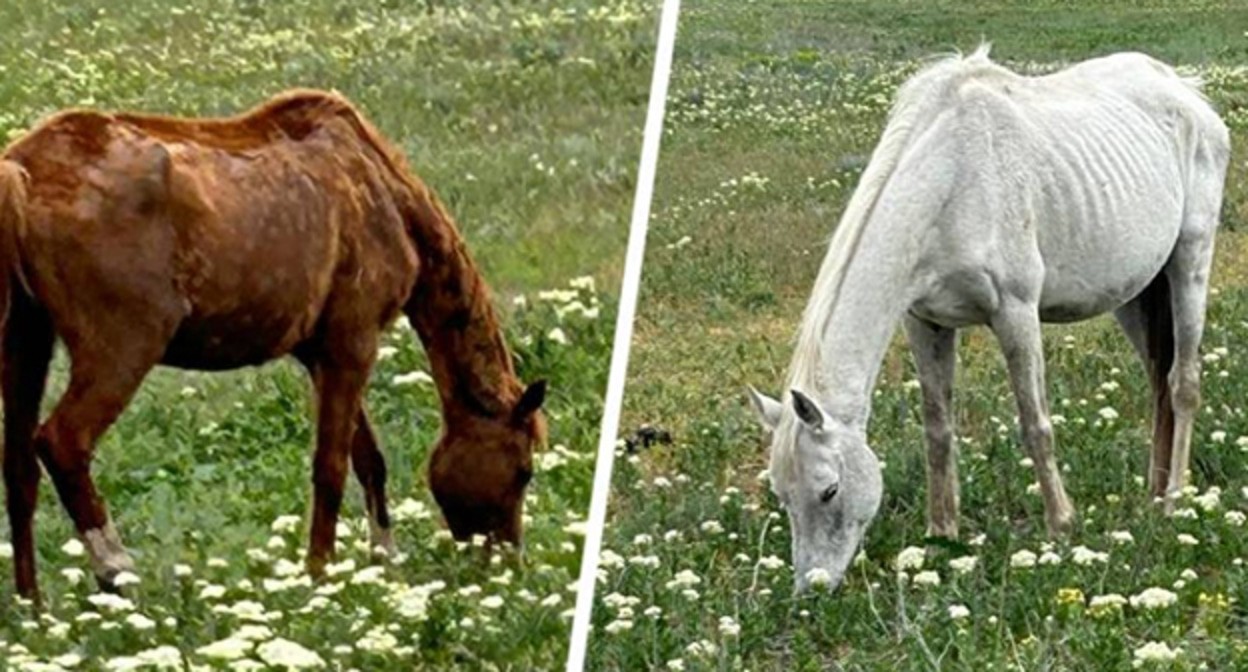 Истощенные лошади. Фото: Северо-Кавказское управление Россельхознадзора
