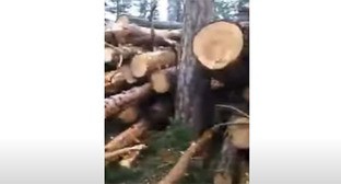 Вырубка деревьев в нацпарке "Приэльбрусье". Скриншот видео Сделано в КБР https://www.youtube.com/watch?v=q05dPvZkDek