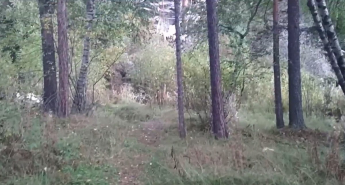 Лесопосадка около поляны Чегет. Кадр видео Артура Байдаева, опубликованного "Газетой Юга" https://t.me/gazetayuga/3152 Лесопосадка около поляны Чегет. Кадр видео Артура Байдаева, опубликованного "Газетой Юга" https://t.me/gazetayuga/3152