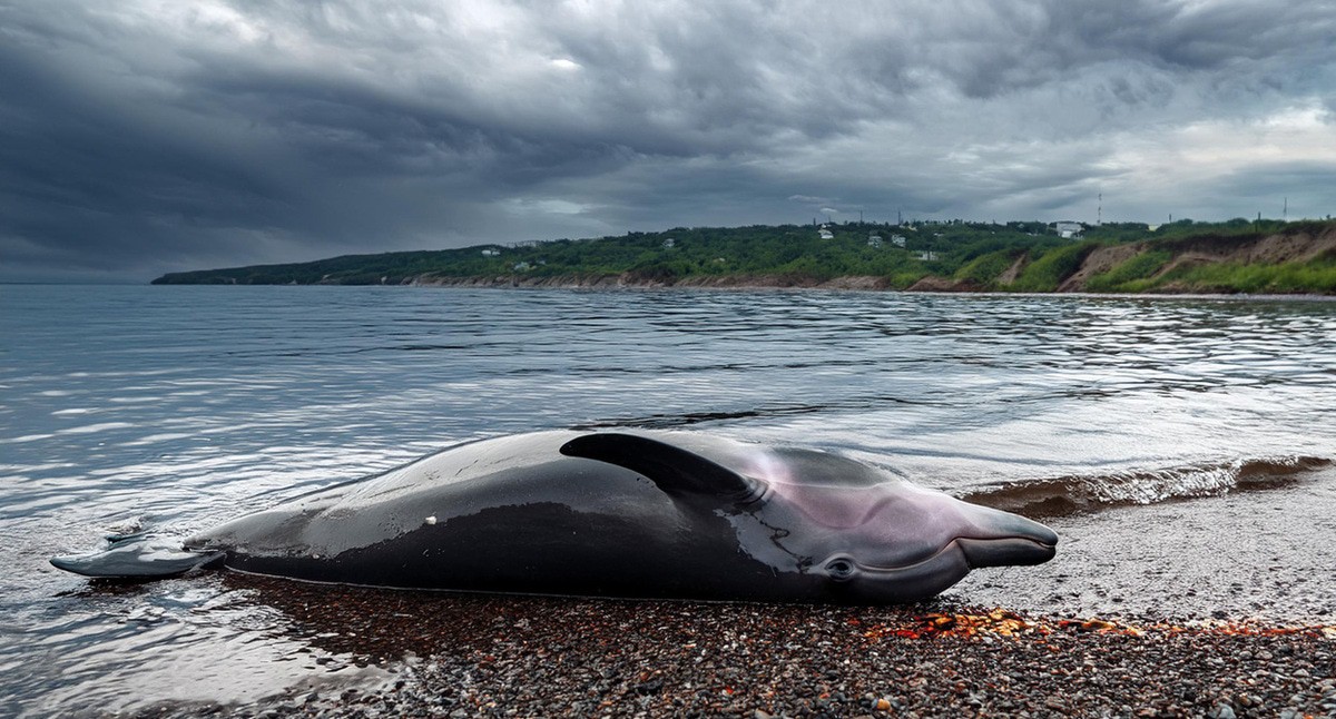 Дельфин на берегу моря. Иллюстрация создана "Кавказским узлом" с помощью ИИ в программе Photoshop