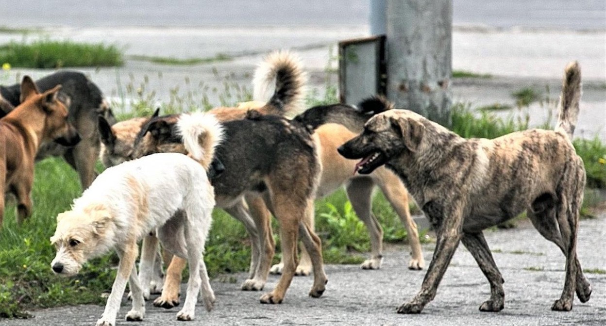 Бродячие собаки. Фото: https://kryaradm.ru/