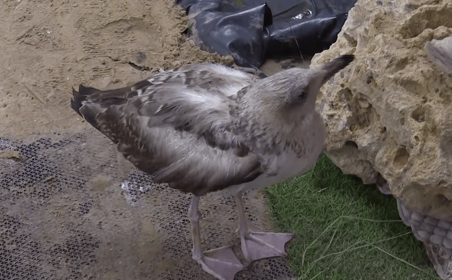 Одна из птиц в штабе "Полярные зори". Стоп-кадр видео оперштаба Краснодарского края от 22.05.25, https://t.me/opershtab23/13516.