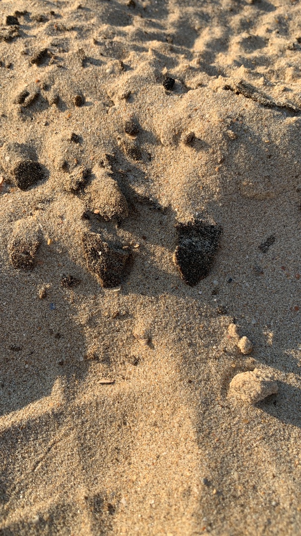 Песок в Анапе. Скриншот публикации Натальи Зиновьевой в VK https://vk.com/mag168?w=wall235344062_4059