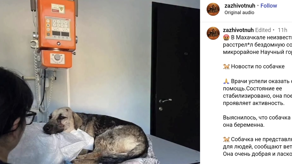 Собака, раненная в Махачкале. Скриншот публикации zazhivotnuh
 / Instagram*