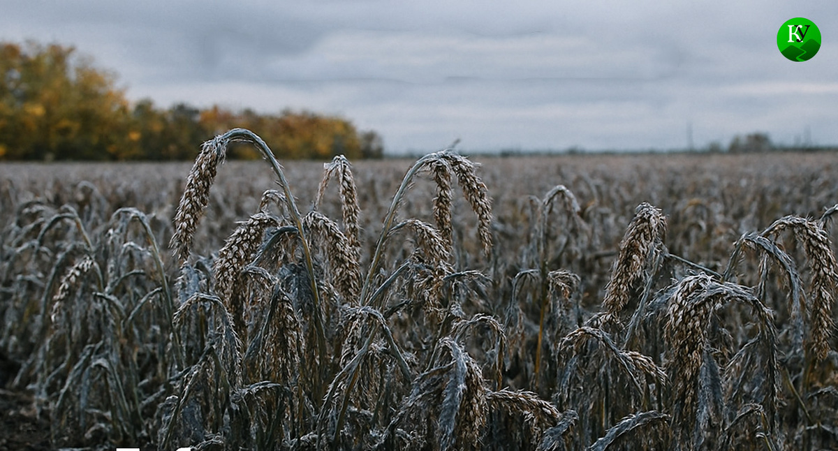Заморозки. Иллюстрация создана "Кавказским узлом" с помощью ИИ в программе Copilot Заморозки. Иллюстрация создана "Кавказским узлом" с помощью ИИ в программе Copilot