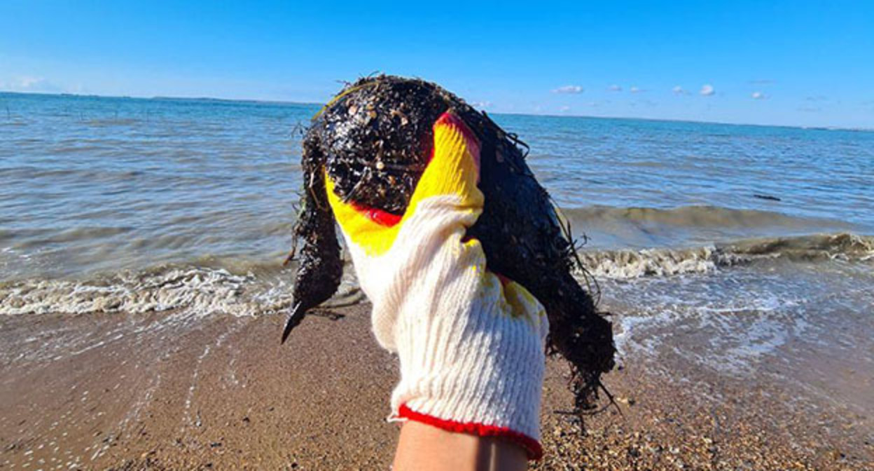 Птица в мазуте, найденная на пляже. 29 октября 2025 г. Фото: https://t.me/shtab_delfin/1375