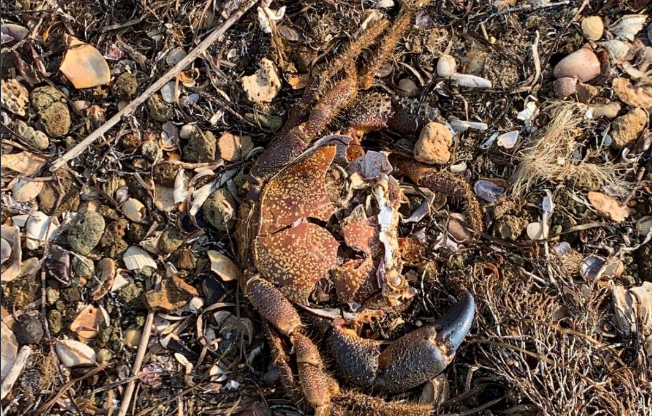 Погибший краб на берегу. Скриншот фото из Telegram-канала штабы "Дельфины" от 08.11.25, https://t.me/razlivnasvyazi/233675/309961