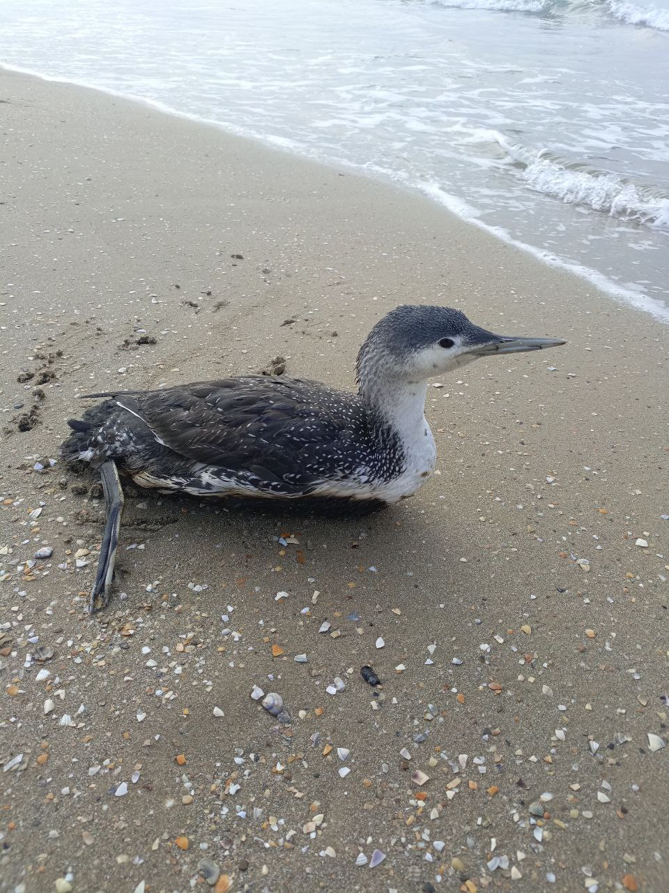 Фото пострадавшей от разлива мазута птицы. Телеграм-канал Юрия Озаровского.https://t.me/MoreOz/112047