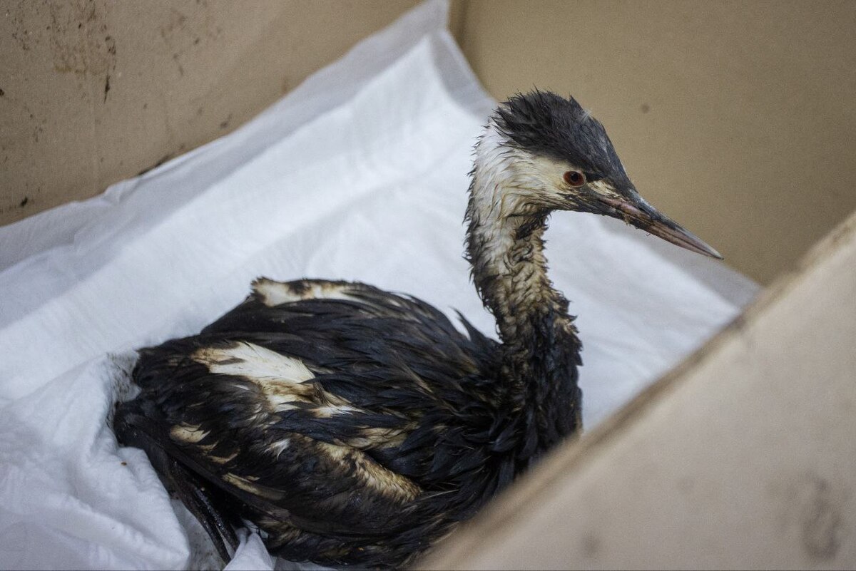 Птица, пострадавшая от разлива мазута. Фото: администрация Анапы Птица, пострадавшая от разлива мазута. Фото: администрация Анапы