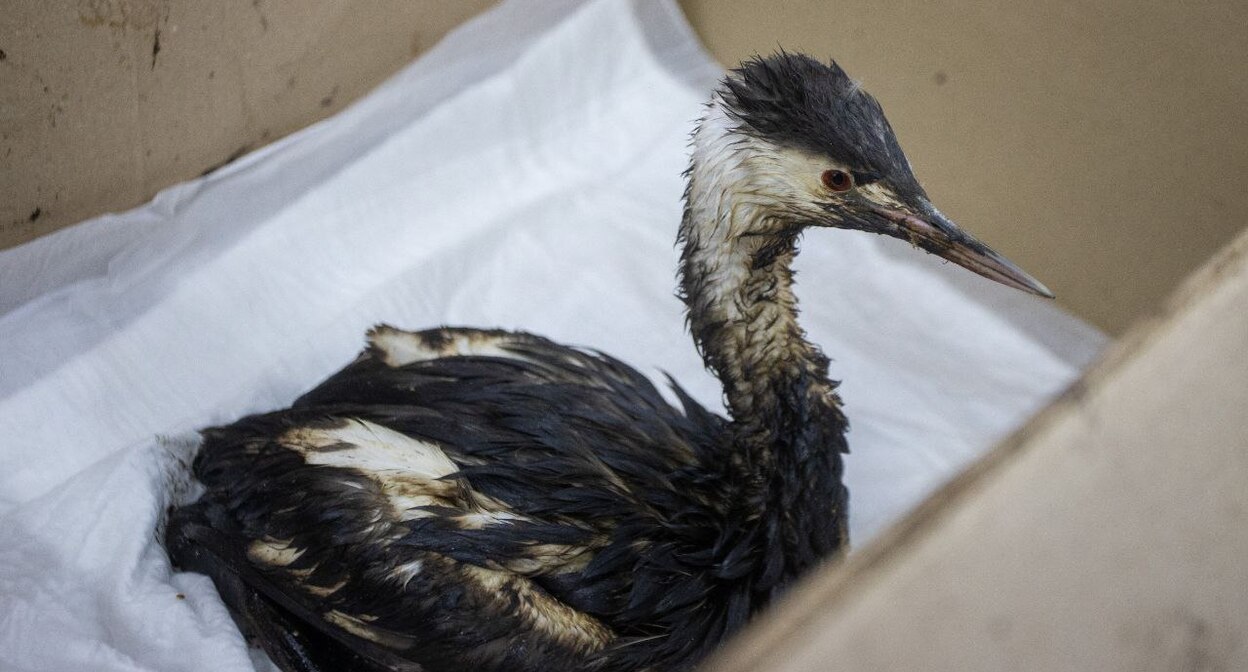 Птица, пострадавшая от разлива мазута. Фото: администрация Анапы