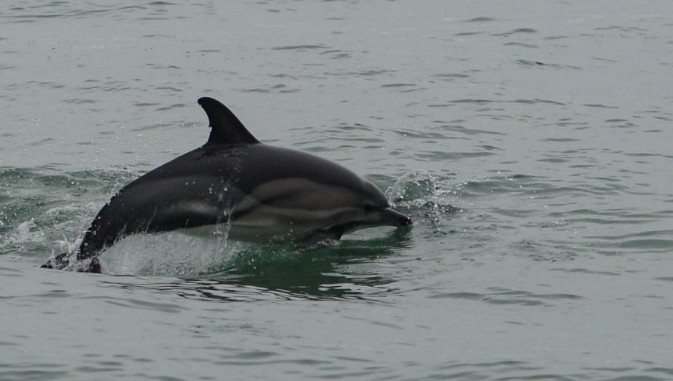 Дельфин. Скриншот фото центра "Дельфа" от 06.01.25, https://t.me/delfacenter/252.