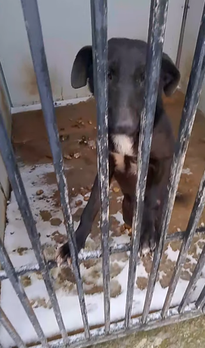 Кадр видео приюта Дербента. Фото: derbent.ecolife / Instagram Кадр видео приюта Дербента. Фото: derbent.ecolife / Instagram