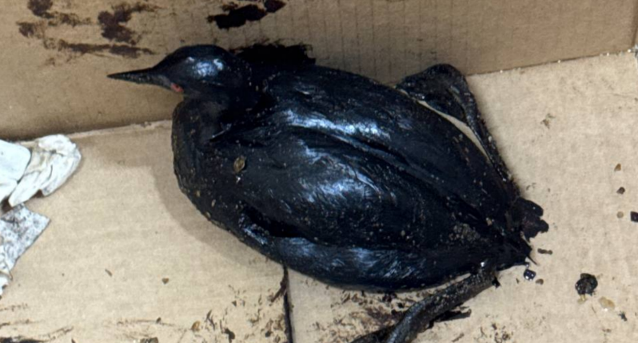 Птица, привезенная в центр. Скриншот фото центра на Жемчужной от 10.04.26, https://t.me/zhemchujnaya9/1667