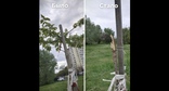 Скриншот публикации в телеграм-канале "Дуб Хранитель ЮМР" https://t.me/dub_UMR/1279