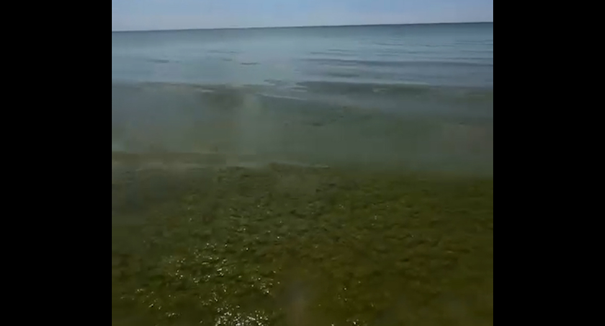 Водоросли в море. Кадр из видео https://t.me/shot_shot/97099