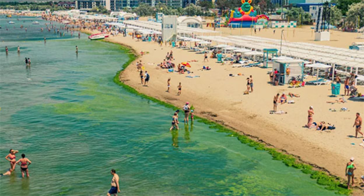 Водоросли на пляже в Анапе. Фото: Антона Быкова, Юга.ру