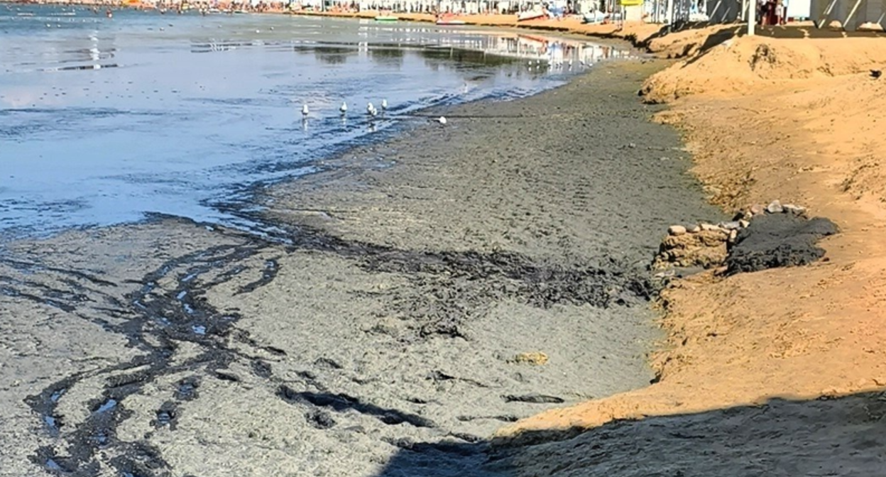 Гниющие водоросли на анапском пляже. Скриншот фото из Telegram-канала «Маковозвы» от 05.09.26 https://t.me/makovozovy/67752.