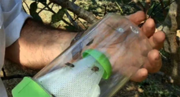 Мраморный клоп. Фото: Россельхознадзор по Дагестану Мраморный клоп. Фото: Россельхознадзор по Дагестану