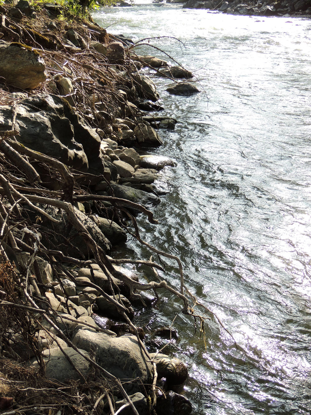 Корни деревьев пьют живительную влагу. Корни деревьев пьют живительную влагу.