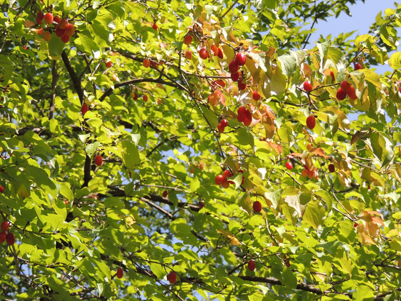 А это кизиловое дерево, которых было множество вокруг поляны и монастыря... А это кизиловое дерево, которых было множество вокруг поляны и монастыря...