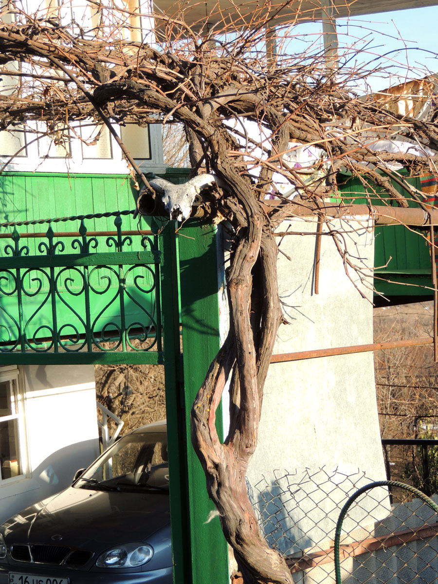 Виноградная лоза. с.Цмакаог. Виноградная лоза. с.Цмакаог.