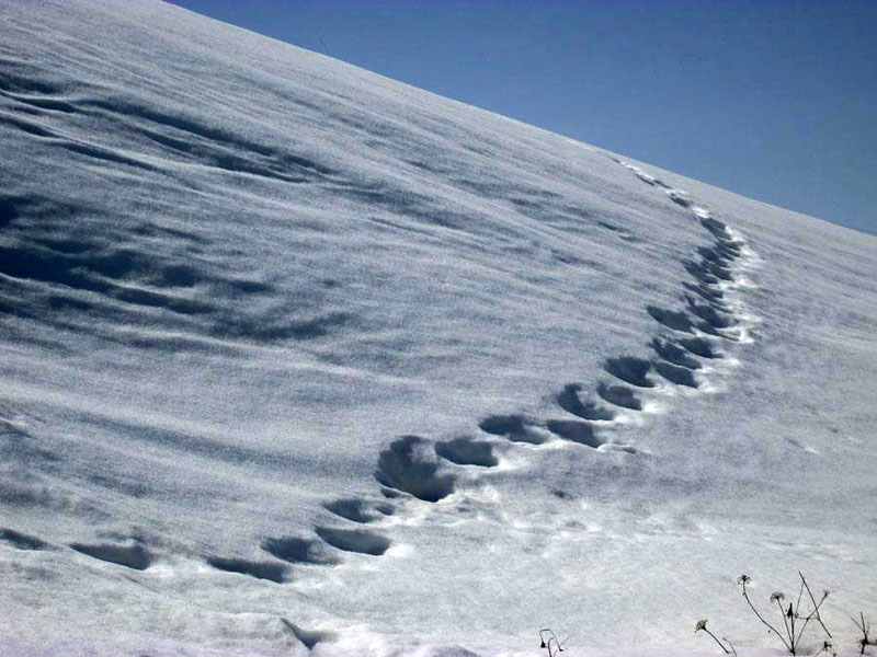 "Следы...". Моё фото. "Следы...". Моё фото.