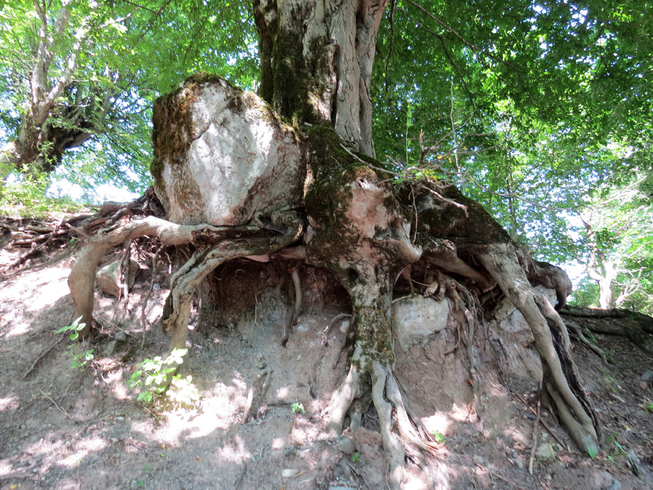 Причудливые корни деревьев - 3. Лес. с.Чапар Мардакертского района. Причудливые корни деревьев - 3. Лес. с.Чапар Мардакертского района.