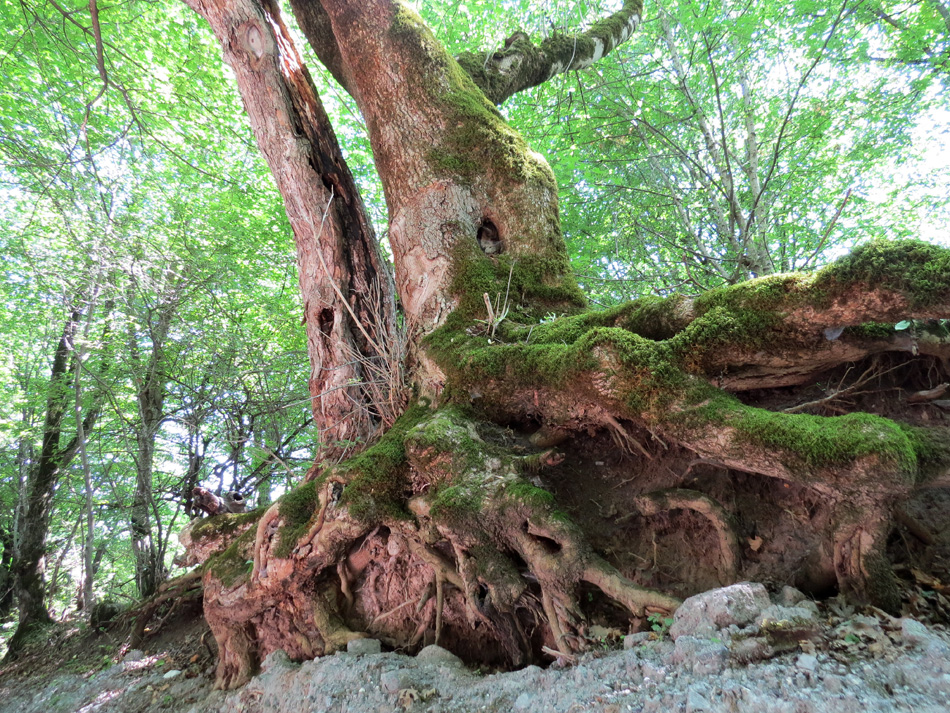 Причудливые корни деревьев - 4. Лес. с.Чапар Мардакертского района. Причудливые корни деревьев - 4. Лес. с.Чапар Мардакертского района.