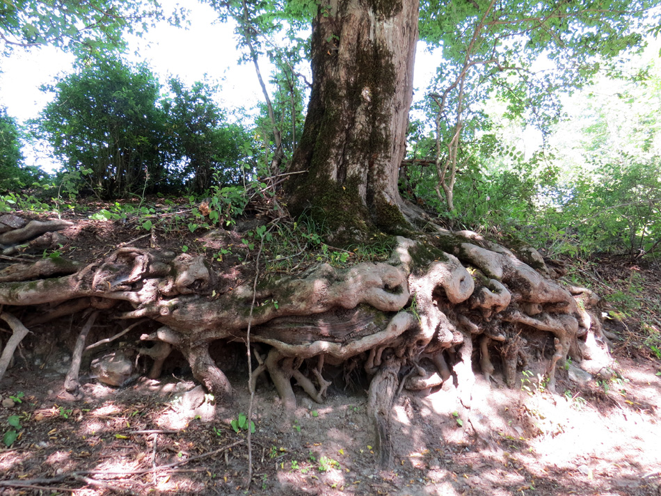 Причудливые корни деревьев - 5. Лес. с.Чапар Мардакертского района. Причудливые корни деревьев - 5. Лес. с.Чапар Мардакертского района.
