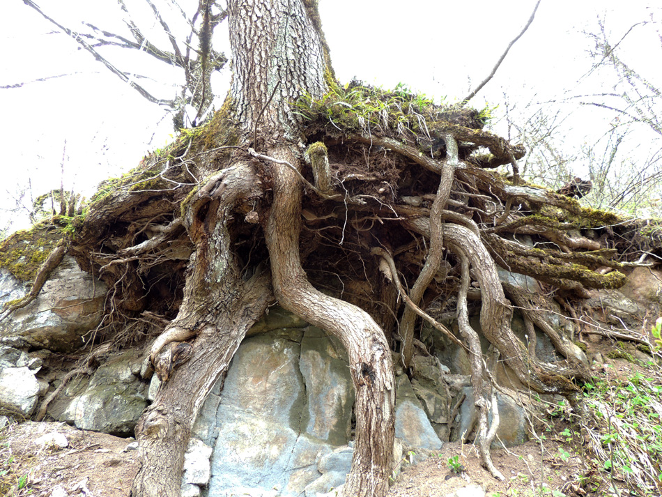 Причудливые корни деревьев - 10. Лес. ок. монастрыря Охты ехцы Аскеранского района. Причудливые корни деревьев - 10. Лес. ок. монастрыря Охты ехцы Аскеранского района.