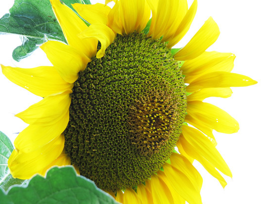 Зелёный подсолнух.