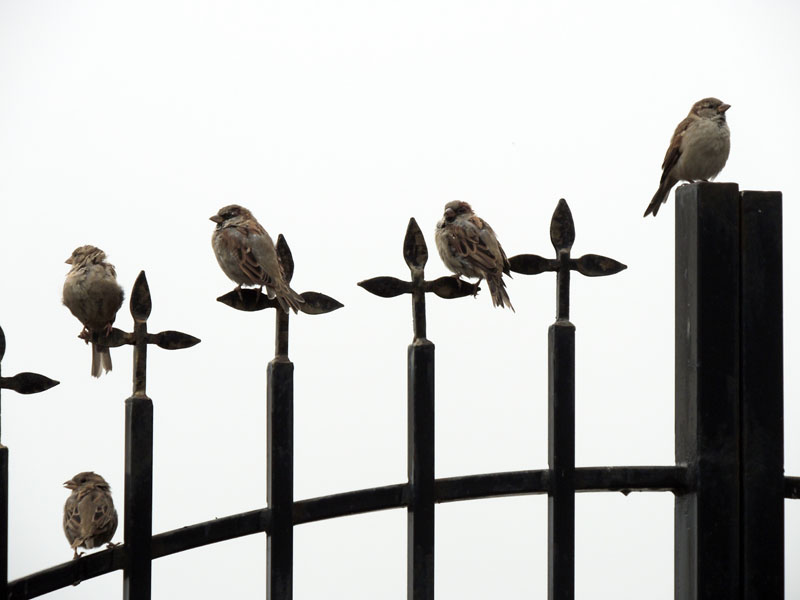 Воробьи на монастырской ограде. Воробьи на монастырской ограде.