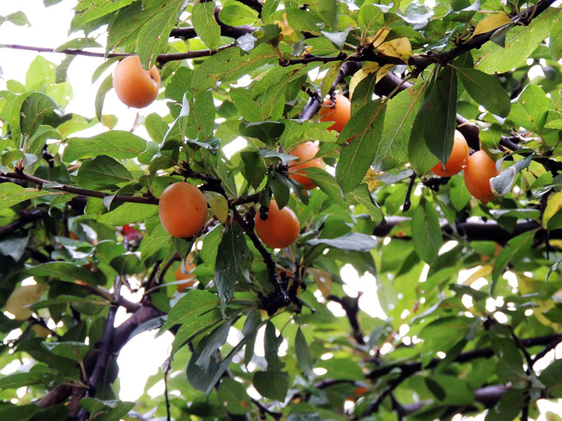 Алыяа во дворе монастыря. Алыяа во дворе монастыря.