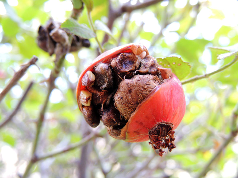 Перезревший шиповник. Перезревший шиповник.