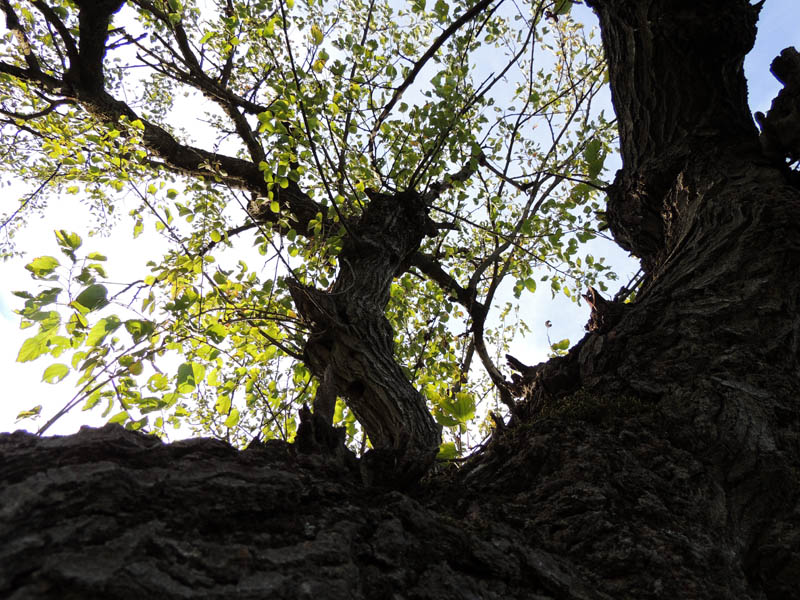 Тутовое дерево. Снято Тутовое дерево. Снято